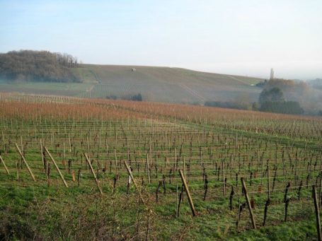 BALADES DANS LE VIGNOBLE